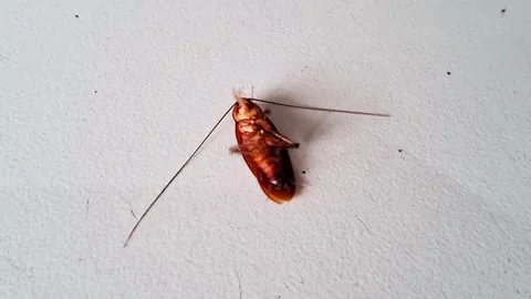 Roach on the ground Video stock 311175918