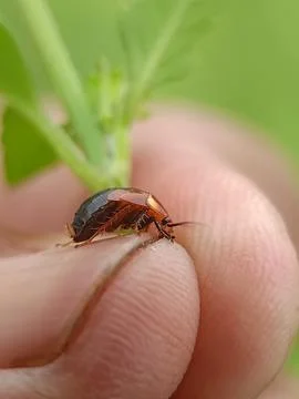 Roach on hand Stock Photos