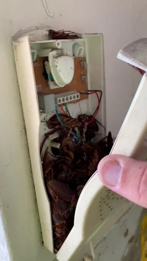 Roach Infested Telephone, Sydney, New South Wales, Australia - 07 Jan 2019 Video stock 205235009