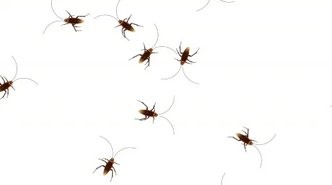 Roach loop 動画素材 474426