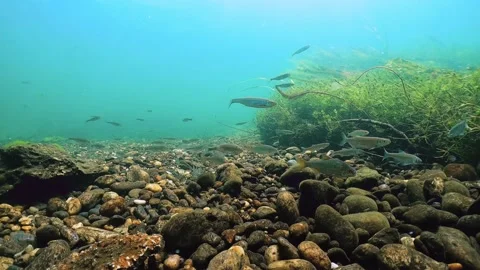 Roach (Rutilus Rutilus), Bleak (Alburnus Alburnus) Stock Footage 220851461