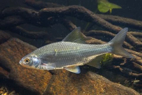 Roach, rutilus rutilus, swan, feather, fish, fishes, pisces Stock Photos
