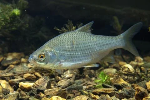 Roach, rutilus rutilus, swan, feather, fish, fishes, pisces Stock Photos