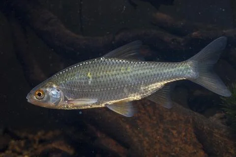 Roach, rutilus rutilus, swan, feather, fish, fishes, pisces Stock Photos