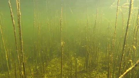 Roach spawning Stock Footage 49702388