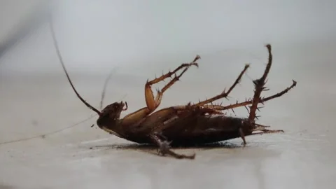 A roach sprayed with bug killer is thrashing on the floor in its final moments. 스톡 동영상 314071947