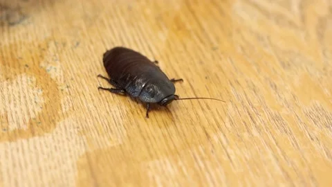 Roach on Table 動画素材 151421692