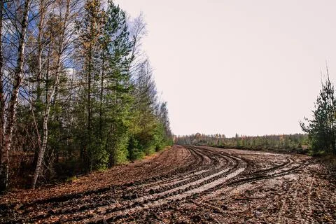 Road after cutting down trees with traces of heavy forestry equipment Stock Photos