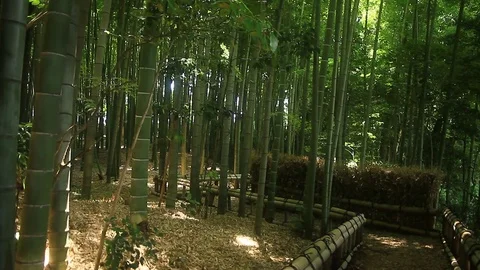 Road along Bamboo forest at Takebayashi park deep focus tilt up Stock Footage