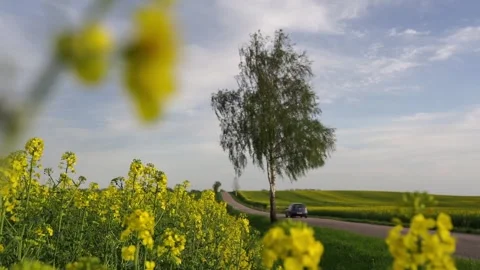 Road along the field Stock Footage 274158725