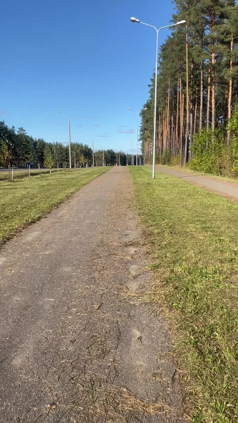 Road along the forest. Forest along the road. Vertical video Stock Footage 287937714