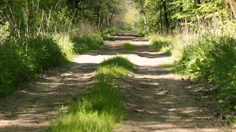 Road along the forests 库存影片 91177462