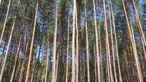 Road along pine forest. View of a road along a forest. Stock Footage 231741416