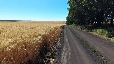 Road along the wheat field Stock Footage 135275800