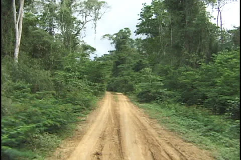 Road in Amazon forest Stock Footage 24235326