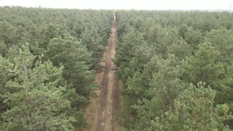Road among forest aerial view Stock Footage 240766570