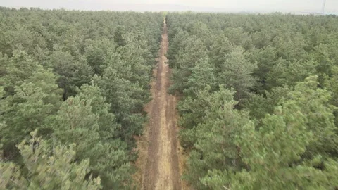 Road among forest aerial view Stock Footage 240767108