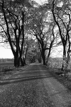 Road among the trees Stock Photos