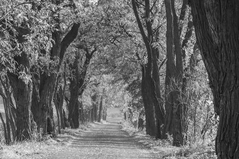 Road among the trees Stock Photos
