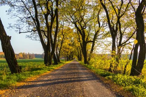 Road among the trees Stock Photos