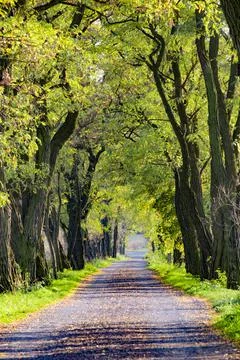 Road among the trees Stock Photos