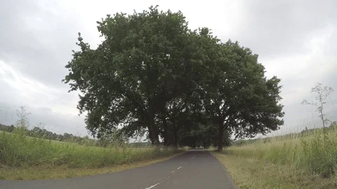 Road amoung trees Stock Footage 77464635