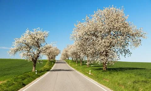Road and alley of flowering cherry trees Prunus cerasus Stock Photos