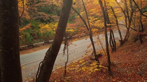 Road and autumn Видео 164348111