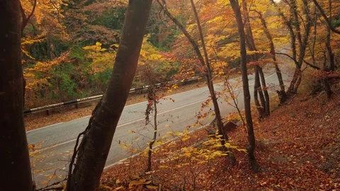 Road and autumn Stock Footage 164348133