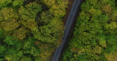 Road and forest Stock Footage 83084795