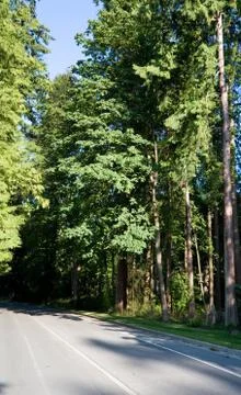 Road and Forest Stock Photos