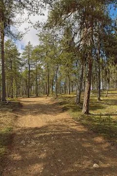 Road and forest. Stock Photos