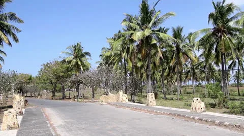 Road and palms Stock Footage 26875146