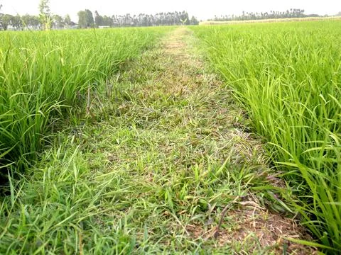 Road and pathway 写真素材