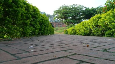 Road and plants. Stock Photos