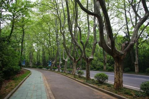 The Road and a row of trees in China. Nanjing. Jiangsu Stock Photos