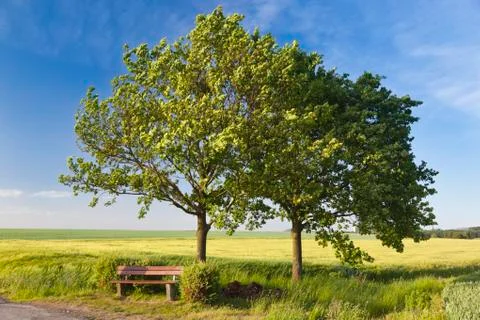 A road and a rye field in spring with a bench under two trees in the foregrou Stock Photos
