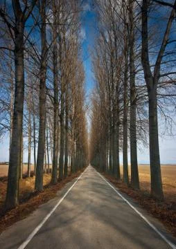 Road and trees Stock Photos