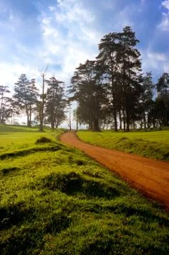 Road and trees Stock Photos