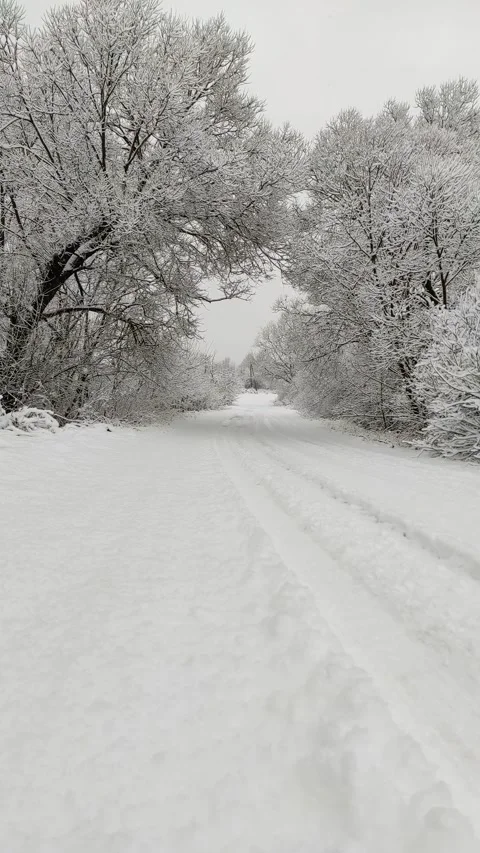 Road and trees in snow (5) Stock-Footage 297562823