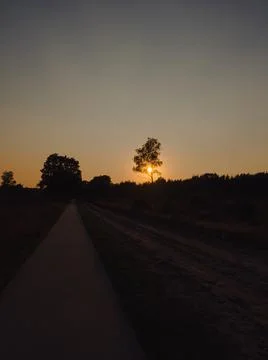Road and trees at sunset Stock Photos