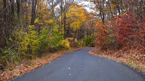 Road and trees swaying in the wind Video stock 34437883