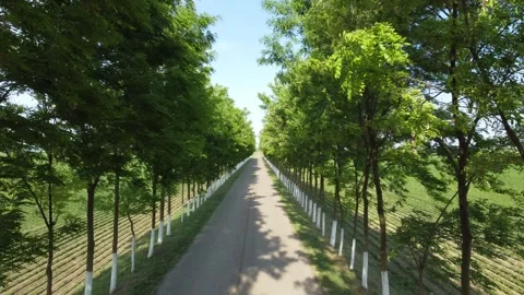 The road and wind Stock Footage 258267109