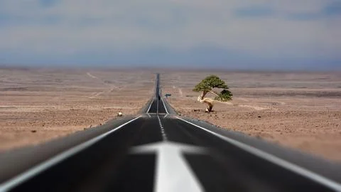 Road with arrow tree Stock Photos