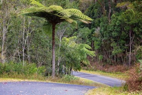 Road Into Australian Tropical Rainforest Stock Photos