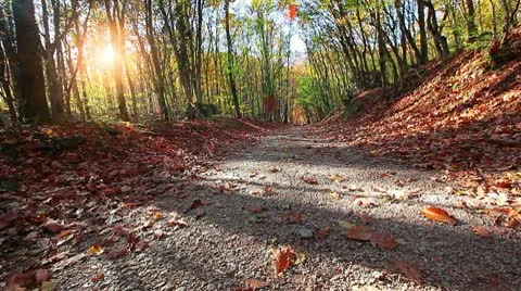 Road is in the autumn forest Stock Footage 8954361