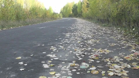 Road in the autumn forest Stock Footage 28503171