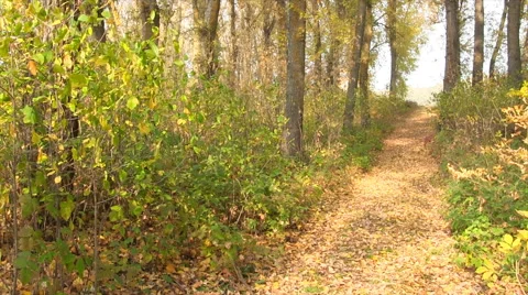 Road in the autumn forest. Stock Footage 45278934