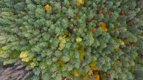 Road in autumn forest Stock Footage 65584159