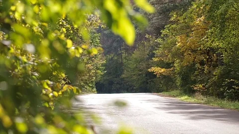 Road in the autumn forest. Stock Footage 82498760